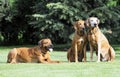 Rhodesian Ridgeback family gang