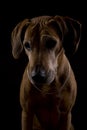 Rhodesian ridgeback female dog 8,lowkey headshoot