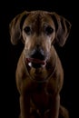 Rhodesian ridgeback female dog 8, lowkey headshoot Royalty Free Stock Photo