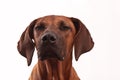 Rhodesian Ridgeback Dog face