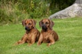 Rhodesian Ridgeback Females