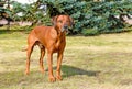 Rhodesian Ridgeback full face. Royalty Free Stock Photo