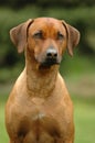 Rhodesian ridgeback head Royalty Free Stock Photo