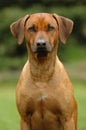 Rhodesian ridgeback head Royalty Free Stock Photo