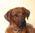 Rhodesian Ridgeback head Royalty Free Stock Photo