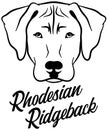 Rhodesian Ridgeback head Royalty Free Stock Photo