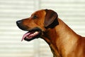 Rhodesian Ridgeback hound dog