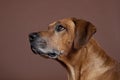 Rhodesian Ridgeback Hound Dog