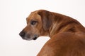 Rhodesian Ridgeback Hound Dog