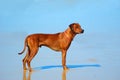 Rhodesian Ridgeback hound dog Royalty Free Stock Photo