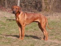 Rhodesian ridgeback the hunting dog of south africa on a leash while dog training Royalty Free Stock Photo