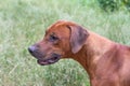 Rhodesian ridgeback the hunting dog of south africa Royalty Free Stock Photo