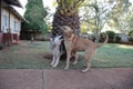 Rhodesian Ridgeback and Husky Enjoying A Play Session