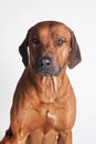 Rhodesian Ridgeback isolated on a white background Royalty Free Stock Photo