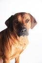 Rhodesian Ridgeback isolated on a white background Royalty Free Stock Photo