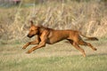 Rhodesian ridgeback jumping