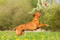 Rhodesian ridgeback jumping for a toy