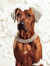 Rhodesian Ridgeback lady-dog in front of a vanity Royalty Free Stock Photo