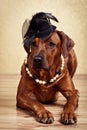 Rhodesian Ridgeback lady dressed in black hat and pearl necklace Royalty Free Stock Photo