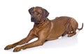 Rhodesian Ridgeback laying Royalty Free Stock Photo