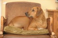 Rhodesian Ridgeback laying on chair Royalty Free Stock Photo