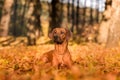 Rhodesian Ridgeback is Laying on the Ground. Royalty Free Stock Photo