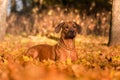 Rhodesian Ridgeback is Laying on the Ground. Royalty Free Stock Photo