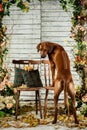 Rhodesian Ridgeback leaning on a chair backwards showing its rid Royalty Free Stock Photo