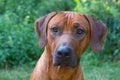 Rhodesian ridgeback the liondog of south africa a special breed Royalty Free Stock Photo