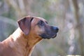 Rhodesian Ridgeback looking away from camera outdoors