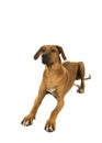 Rhodesian ridgeback lying down looking up isolated on a white ba Royalty Free Stock Photo