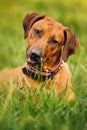 Rhodesian Ridgeback lying on the grass Royalty Free Stock Photo