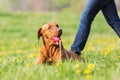 Rhodesian ridgeback lying with a toy in the grass Royalty Free Stock Photo