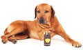 Rhodesian Ridgeback male with beer can