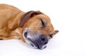 Rhodesian ridgeback male dog 10 years sleeping