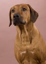 Rhodesian ridgeback male dog, 4 years old Royalty Free Stock Photo