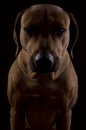 Rhodesian ridgeback male dog, lowkey headshoot Royalty Free Stock Photo