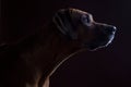 Rhodesian ridgeback male dog, lowkey headshoot