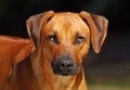 Rhodesian Ridgeback male portrait Royalty Free Stock Photo