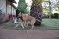 Rhodesian Ridgeback Playing With Husky