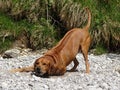 Rhodesian ridgeback by playing near the river Walchen Sylvenstein lake