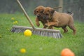 Rhodesian Ridgeback playing puppies