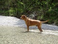 Rhodesian ridgeback by playing in the river Walchen near Sylvenstein lake Royalty Free Stock Photo