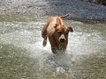 Rhodesian ridgeback by playing in the river Walchen near Sylvenstein lake Royalty Free Stock Photo