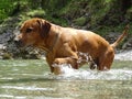 Rhodesian ridgeback by playing in the river Walchen near Sylvenstein lake Royalty Free Stock Photo