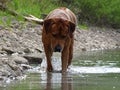 Rhodesian ridgeback by playing in the Sylvenstein lake