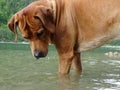 Rhodesian ridgeback by playing in the Sylvenstein lake