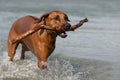 Rhodesian Ridgeback playing in the water Royalty Free Stock Photo