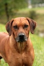Rhodesian Ridgeback Portrait Royalty Free Stock Photo