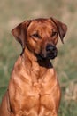 Rhodesian Ridgeback Portrait